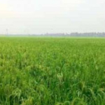 Dinas Pertanian Karawang Optimis  Panen Padi Tahun 2026 Capai 1.418.000 Ton