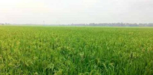 Dinas Pertanian Karawang Optimis  Panen Padi Tahun 2026 Capai 1.418.000 Ton