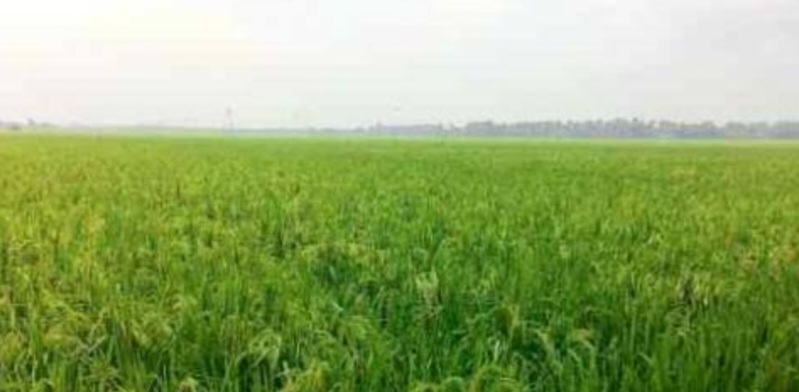 Dinas Pertanian Karawang Optimis  Panen Padi Tahun 2026 Capai 1.418.000 Ton