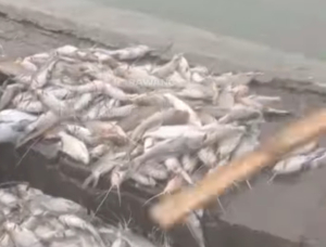 Ddiduga Tercemar ,Ribuan Ikan Mati di  Irigasi BTu BT2 Leueweng Seureuh Klari Karawamg